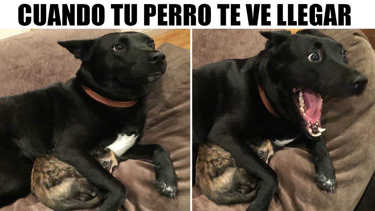 Memes De Perros Los Mejores Memes Sobre Perros Que Te Harán Reír