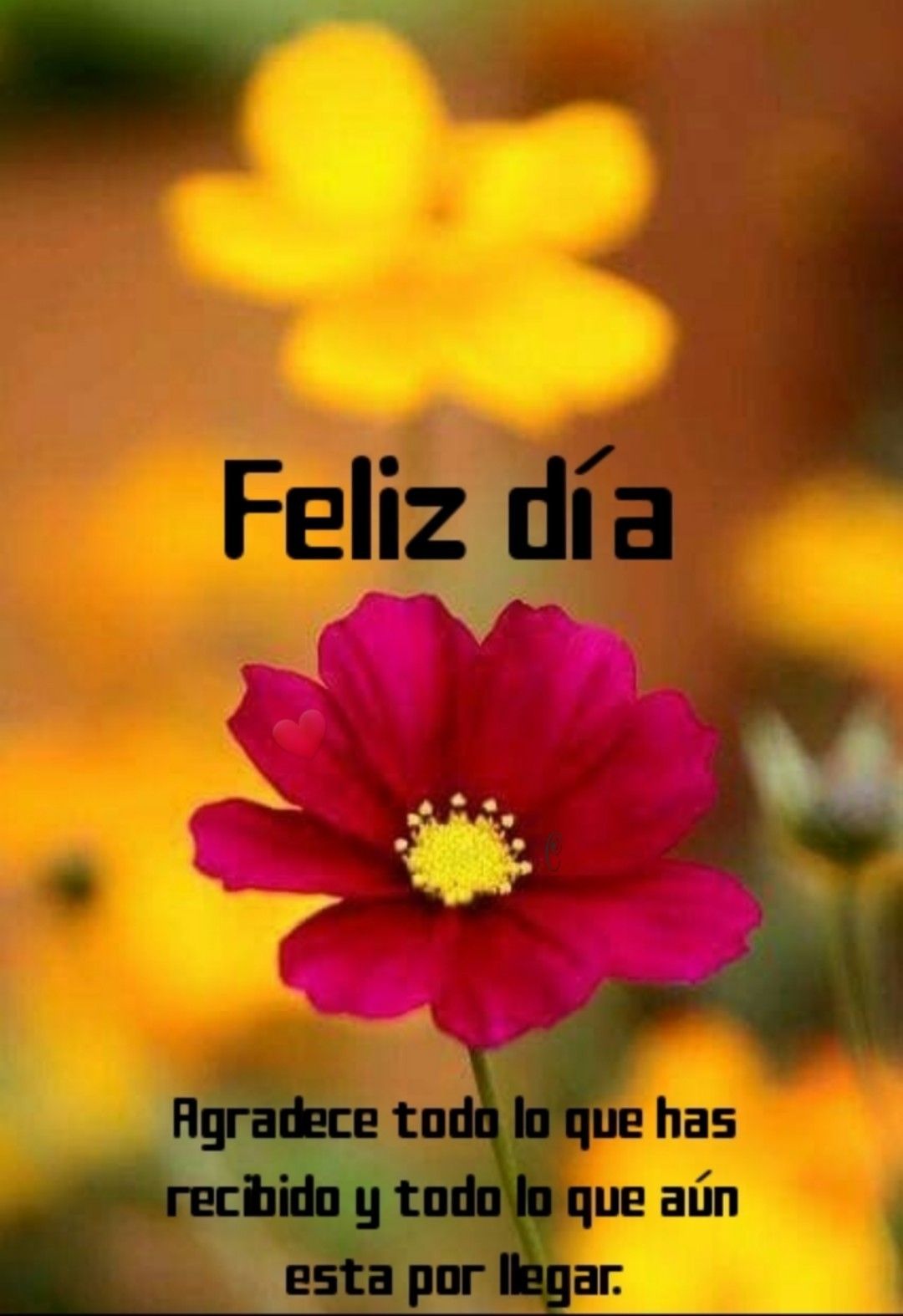 FELIZ DÍA frases bonitas y cortas para mi amor, para amigos y cristianas