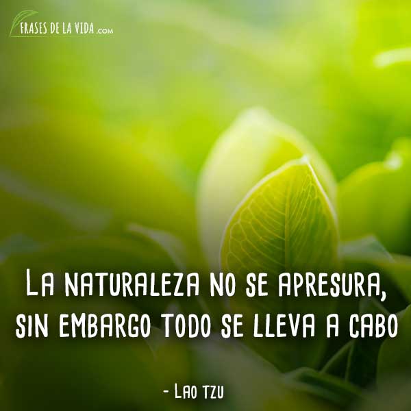 Frases de amor a la naturaleza cortas, cuidar el medio ambiente