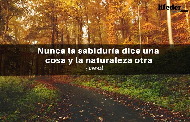 Frases de amor a la naturaleza cortas, cuidar el medio ambiente